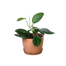 将图片加载到图库查看器，Monstera Peru (S) in Ecopots