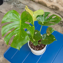 Load image into Gallery viewer, Monstera ‘Thai Constellation’ in Nursery Pot