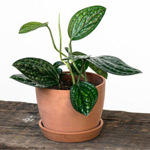 将图片加载到图库查看器，Monstera Peru (S) in Ecopots