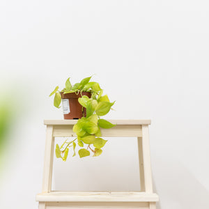 Neon Heartleaf (S) in Nursery Pot