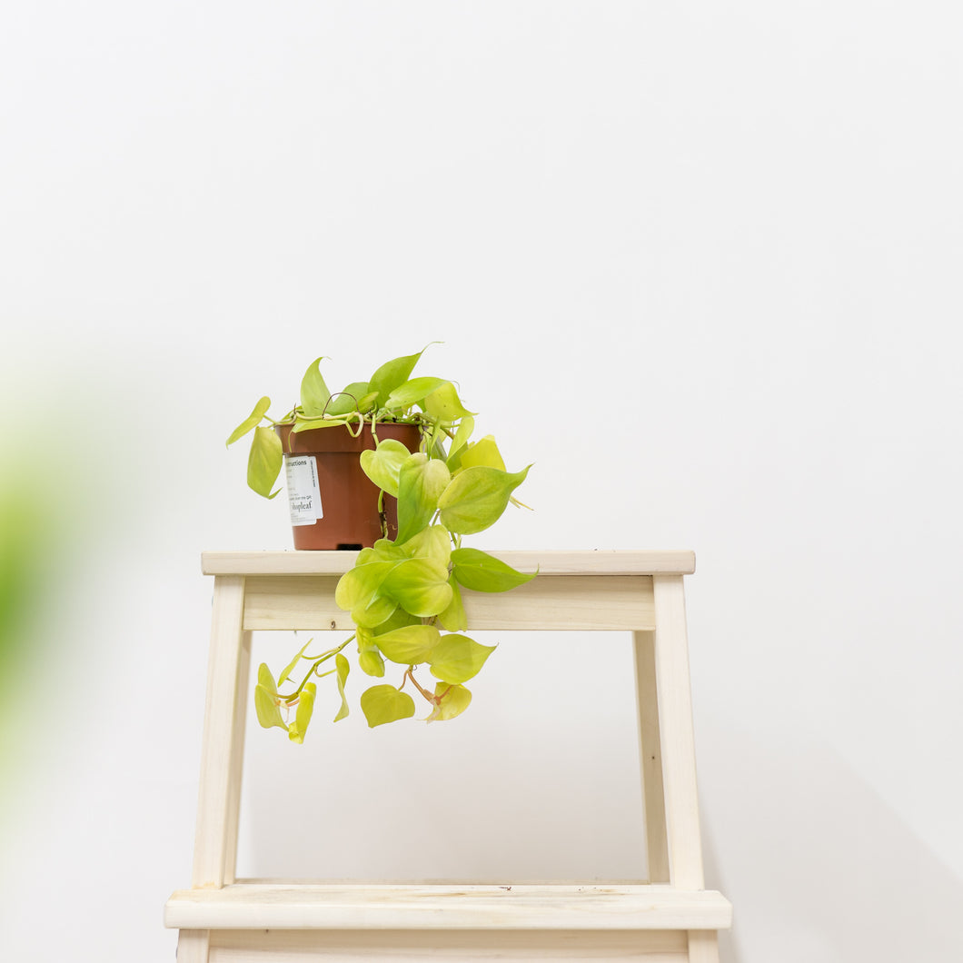 Neon Heartleaf (S) in Nursery Pot