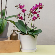 将图片加载到图库查看器，Magenta Orchid (L) in Ecopots