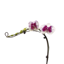 Load image into Gallery viewer, Dotted Purple Orchid (M) in Ecopots