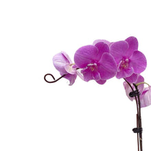 Load image into Gallery viewer, Vibrant Purple Orchid (M) in Ecopots