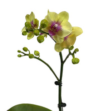 Load image into Gallery viewer, Yellow Purple Orchid (M) in Ecopots
