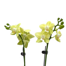 Load image into Gallery viewer, Delicate Yellow Orchid (M) in Ecopots