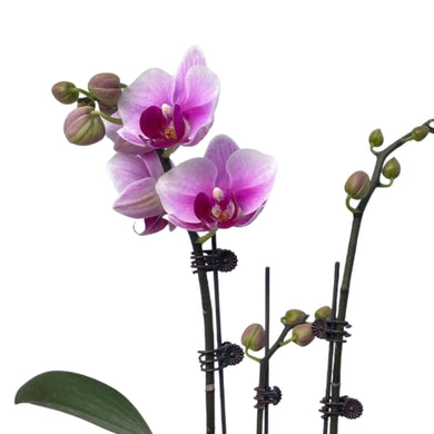 Dusty Purple Orchid (L) in Ecopots