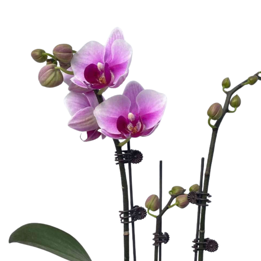 Dusty Purple Orchid (L) in Ecopots