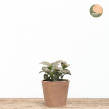 Load image into Gallery viewer, Fittonia Juanita (S) in Ecopots