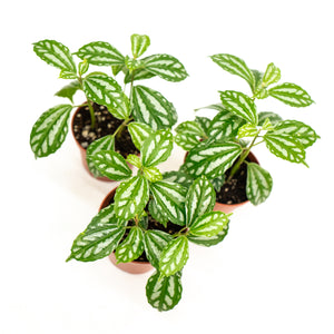 Pilea cadierei (S) in Nursery Pot