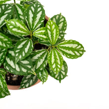 Load image into Gallery viewer, Pilea cadierei (S) in Nursery Pot