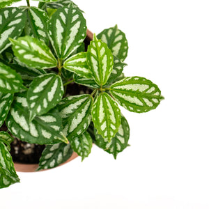 Pilea cadierei (S) in Nursery Pot