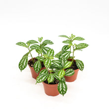 Load image into Gallery viewer, Pilea cadierei (S) in Nursery Pot