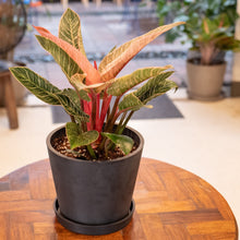 Load image into Gallery viewer, Pink Birkin (M) in Nursery Pot