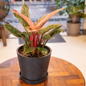 Pink Birkin (M) in Nursery Pot – Shopleaf Plant Studio