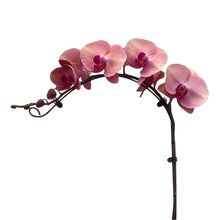 Load image into Gallery viewer, Dusty Pink Orchid (L) in Ecopots