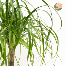 Load image into Gallery viewer, Ponytail Palm (S) in Ecopots