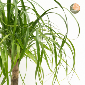 Ponytail Palm (S) in Ecopots