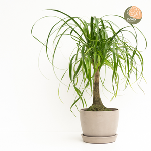 Ponytail Palm (S) in Ecopots