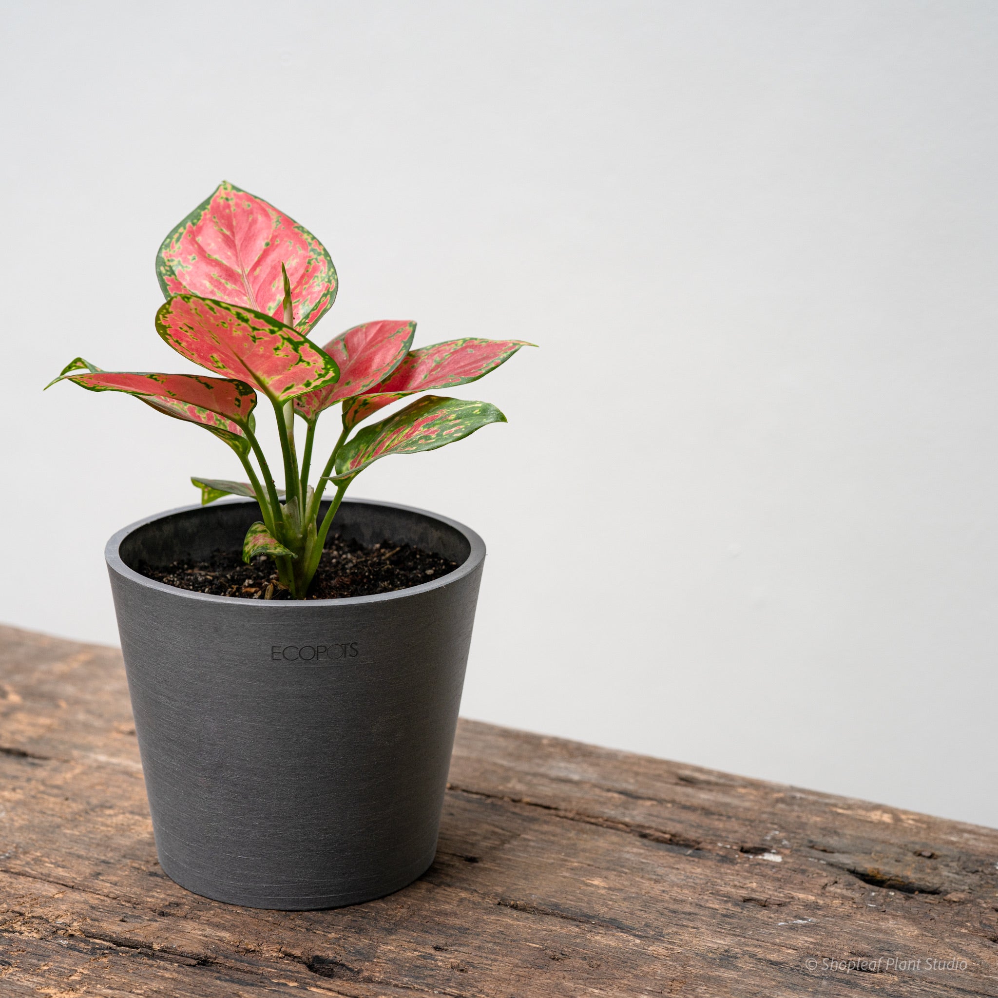 aglaonema plants price philippines Aglaonema Red Beauty (S) in Nursery Pot – Shopleaf Plant Studio