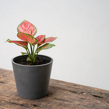 Load image into Gallery viewer, Aglaonema Red Beauty (S) in Nursery Pot