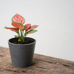 Aglaonema Red Beauty (S) in Ecopots