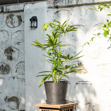 Schefflera Angustifolia (M) in Ecopots