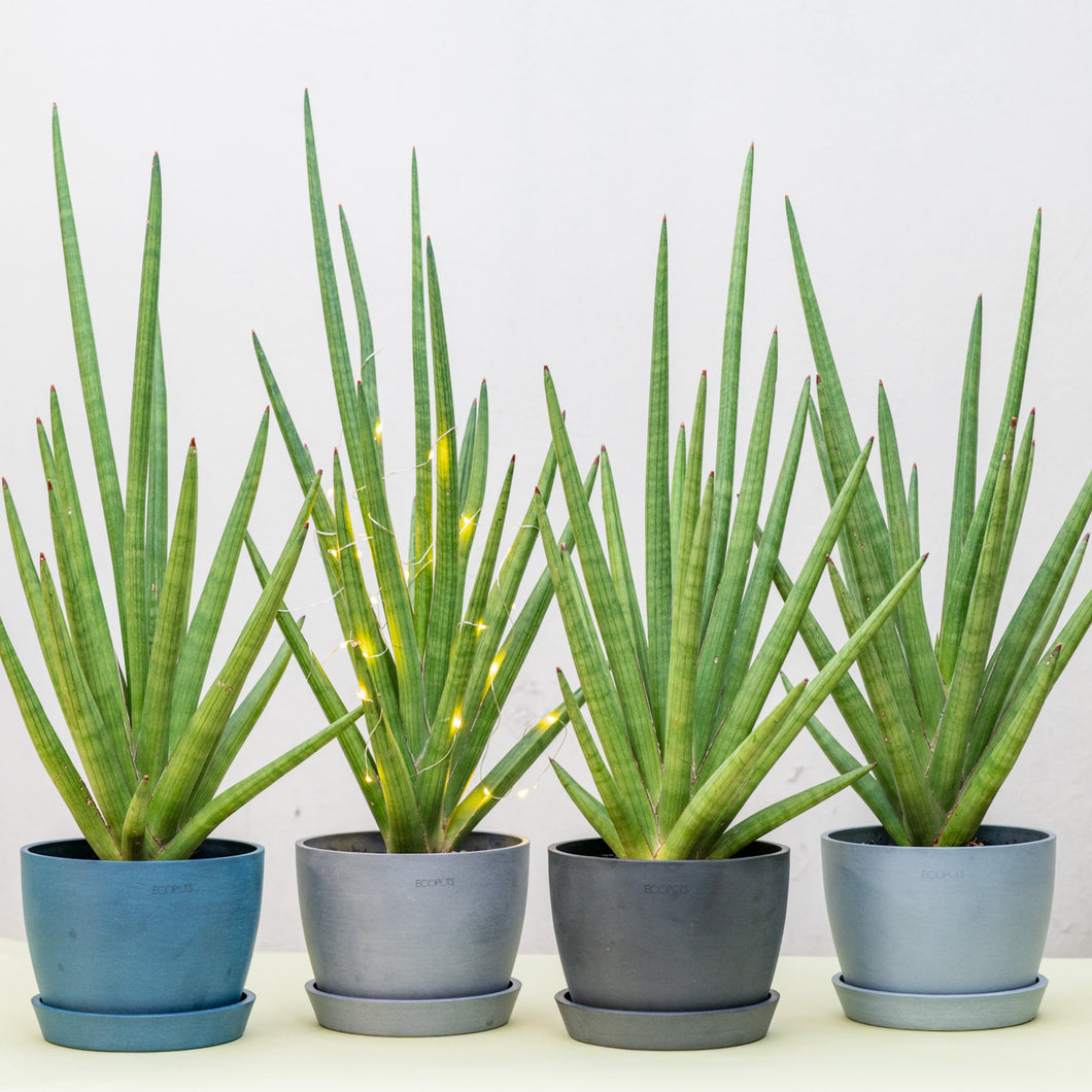 sansevieria bob Spiky Bob in Nursery Pot – Shopleaf Plant Studio