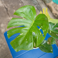 Load image into Gallery viewer, Monstera ‘Thai Constellation’ in Nursery Pot