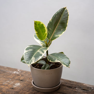 Ficus Tineke (S) in Nursery Pot