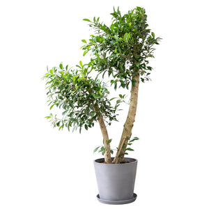 Ficus Benjamina (L) in Nursery Pot