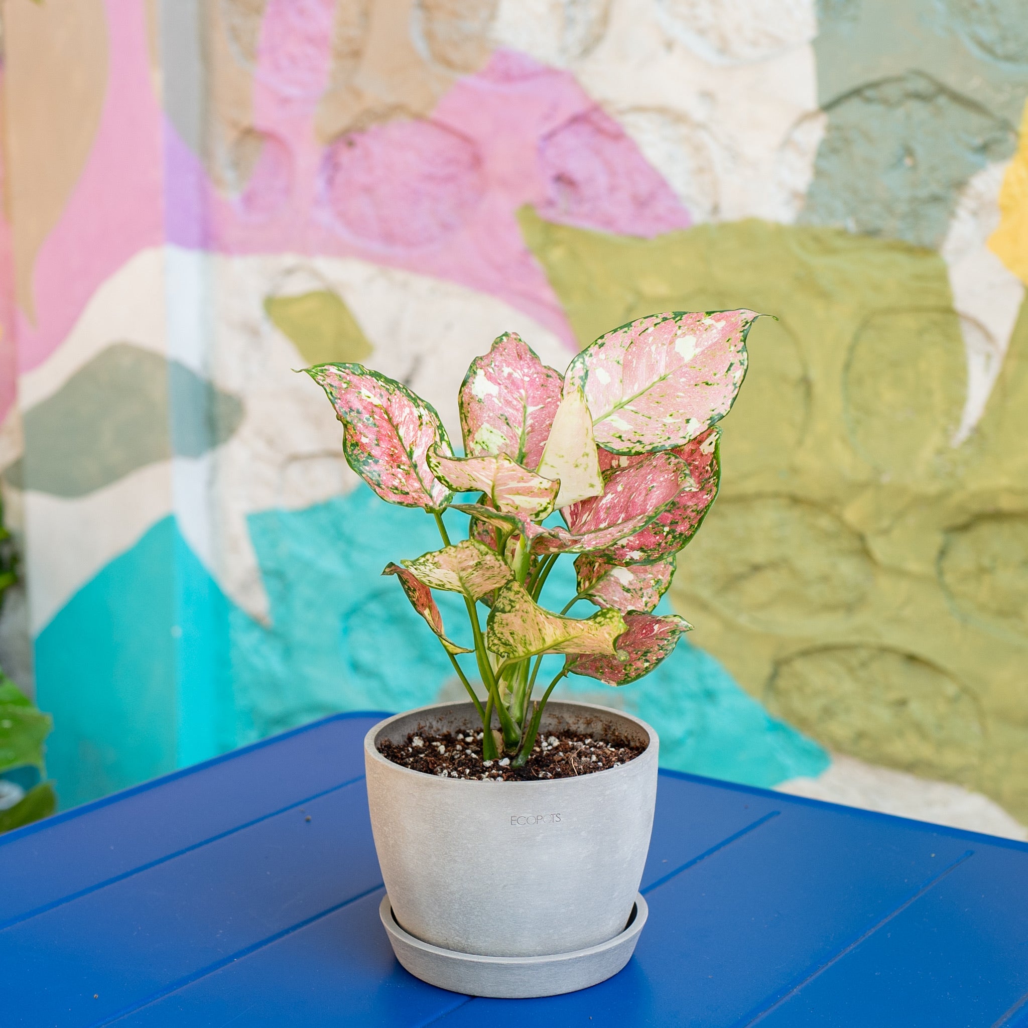 aglaonema pictum tricolor pink Aglaonema Tricolor in Nursery Pot – Shopleaf Plant Studio