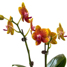 Load image into Gallery viewer, Yellow Purple Orchid (M) in Ecopots