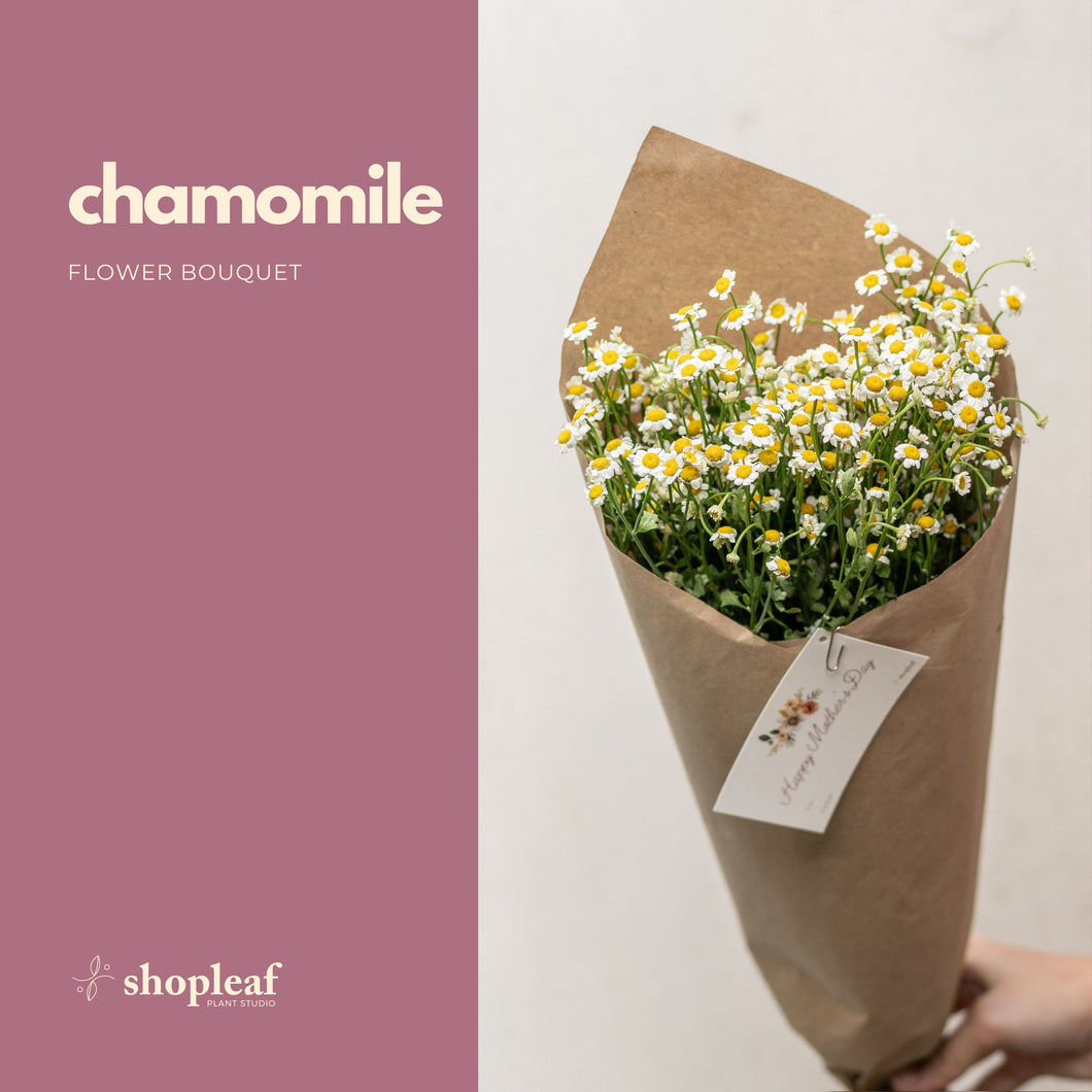 Chamomile Bouquet