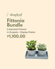 Load image into Gallery viewer, Fittonia Bundle in Ecopots