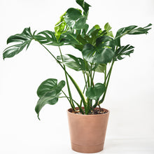 Load image into Gallery viewer, Monstera deliciosa (L) in Ecopots