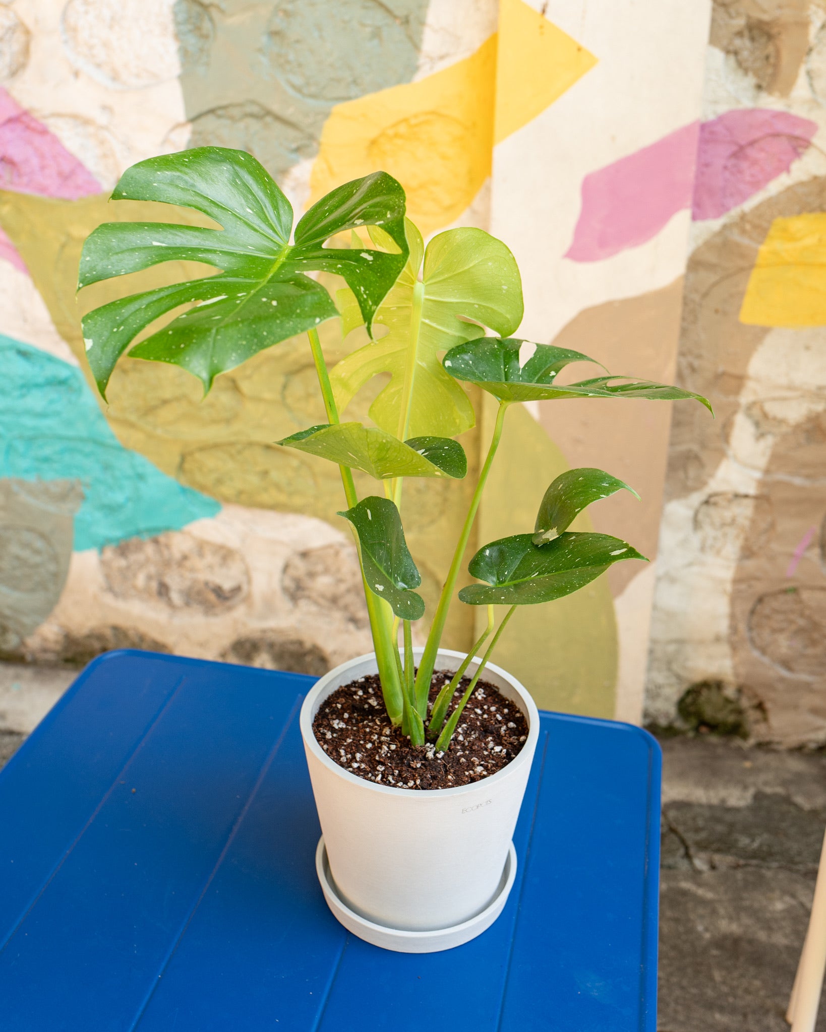 MONSTERA  Shopleaf Plant Studio