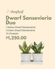 Load image into Gallery viewer, Dwarf Sansevieria Duo in Ecopots
