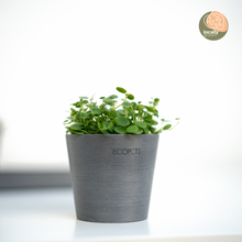 Load image into Gallery viewer, Peperomia gemini (S) in Nursery Pot
