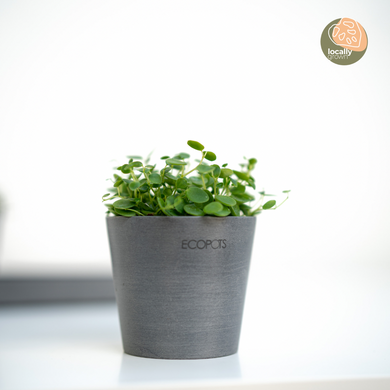 Peperomia gemini (S) in Ecopots