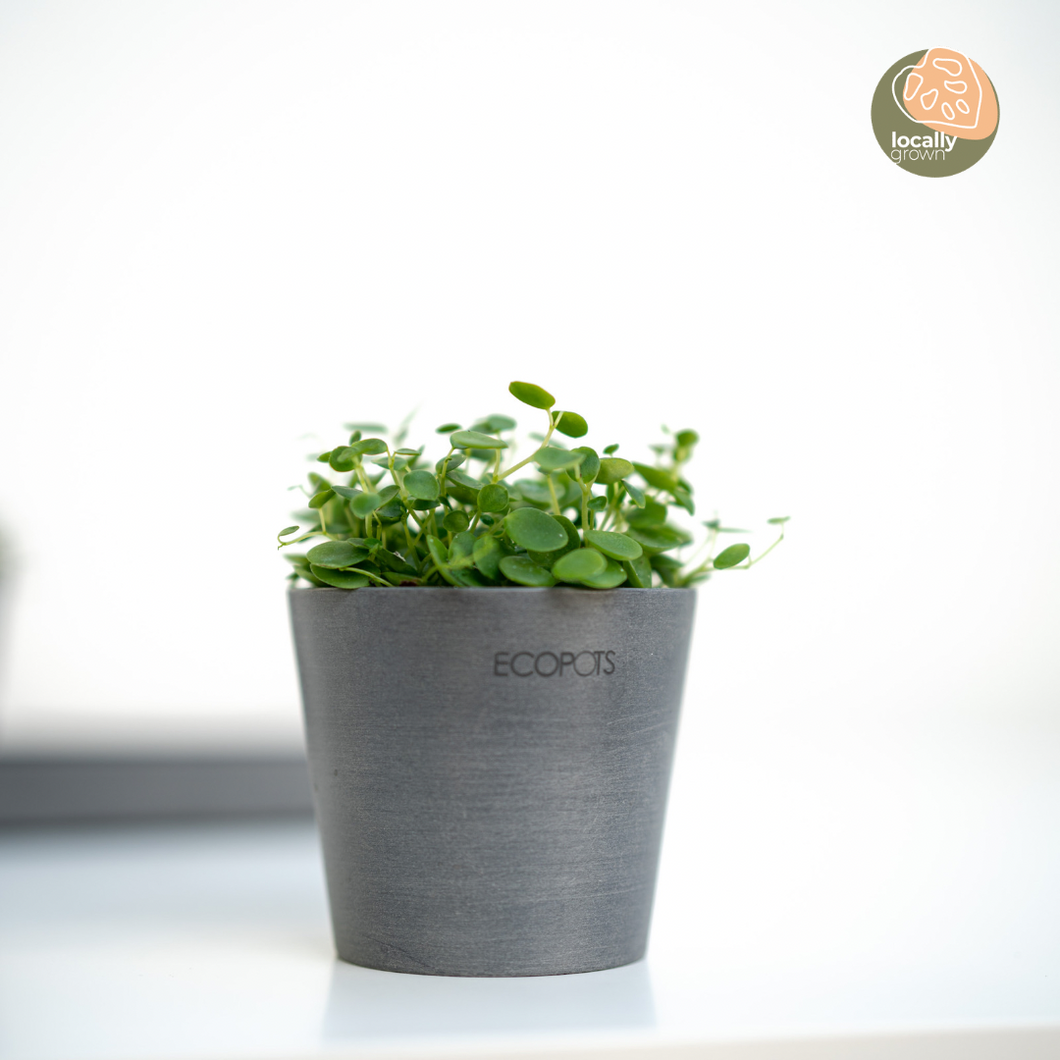 Peperomia gemini (S) in Ecopots