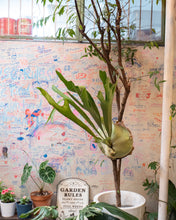 Load image into Gallery viewer, Staghorn Fern (Mounted on Wood)