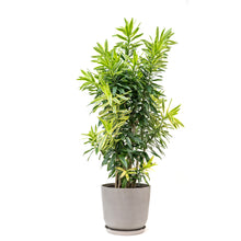 Load image into Gallery viewer, Dracaena Song of Sri Lanka (L)