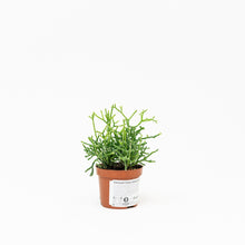 Load image into Gallery viewer, Mistletoe Cactus (S) in Nursery Pot