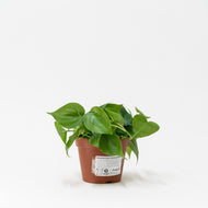 Heartleaf Philodendron (M) in Nursery Pot