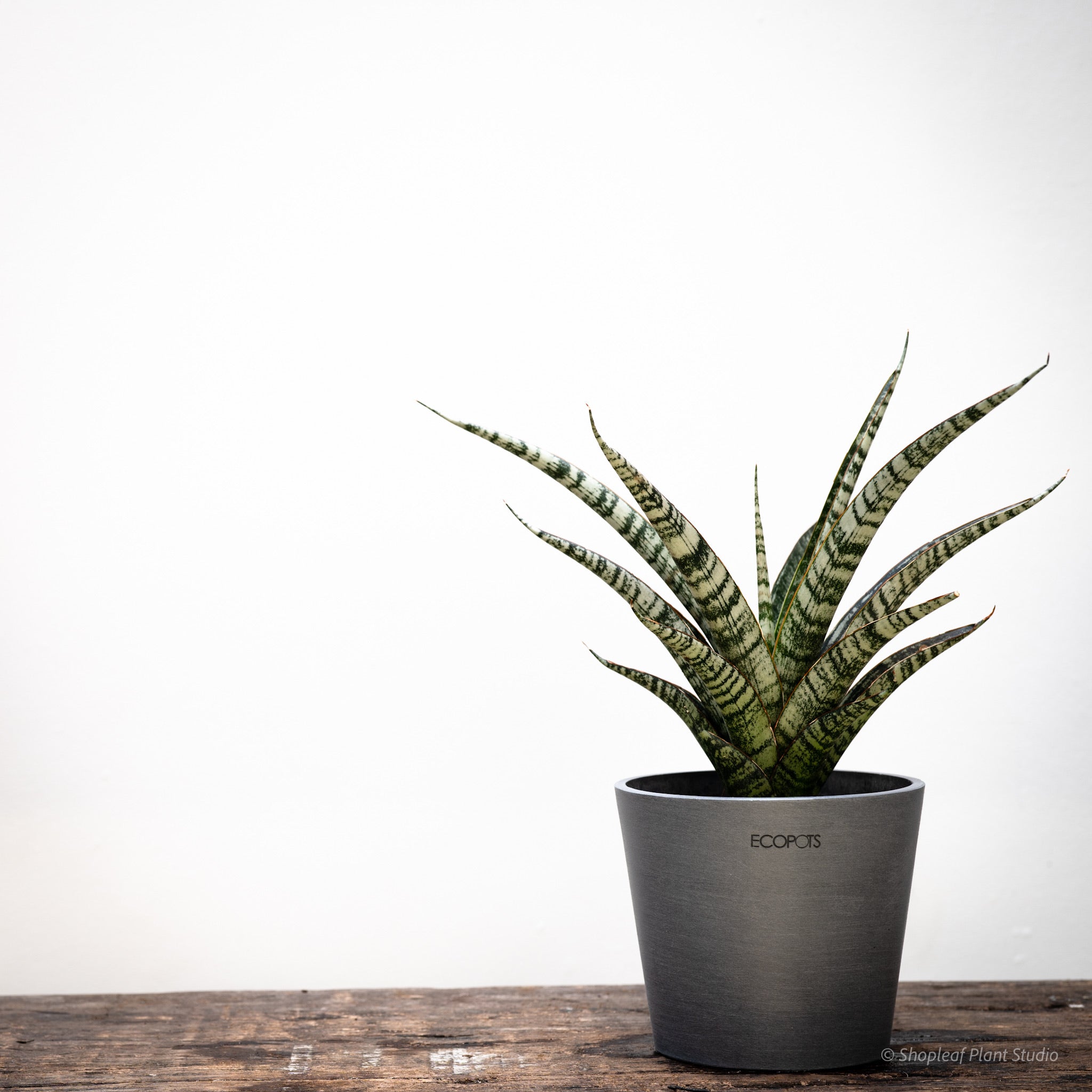 sansevieria crocodile Sansevieria Crocodile Rock (M) in Nursery Pot – Shopleaf Plant Studio