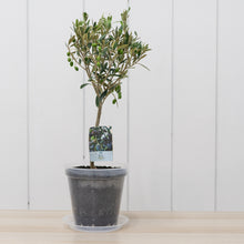 Load image into Gallery viewer, Olive Tree (M)