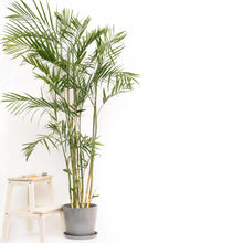 将图片加载到图库查看器，Bamboo Palm (L) (5-6 ft.) in Nursery Pot