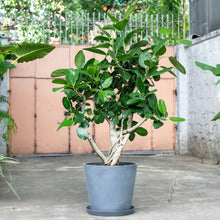 将图片加载到图库查看器，Ficus Audrey (XL2) in Nursery Pot