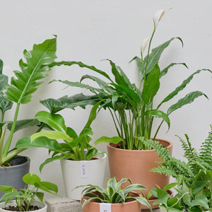 Peace Lily (M) Clear Pot